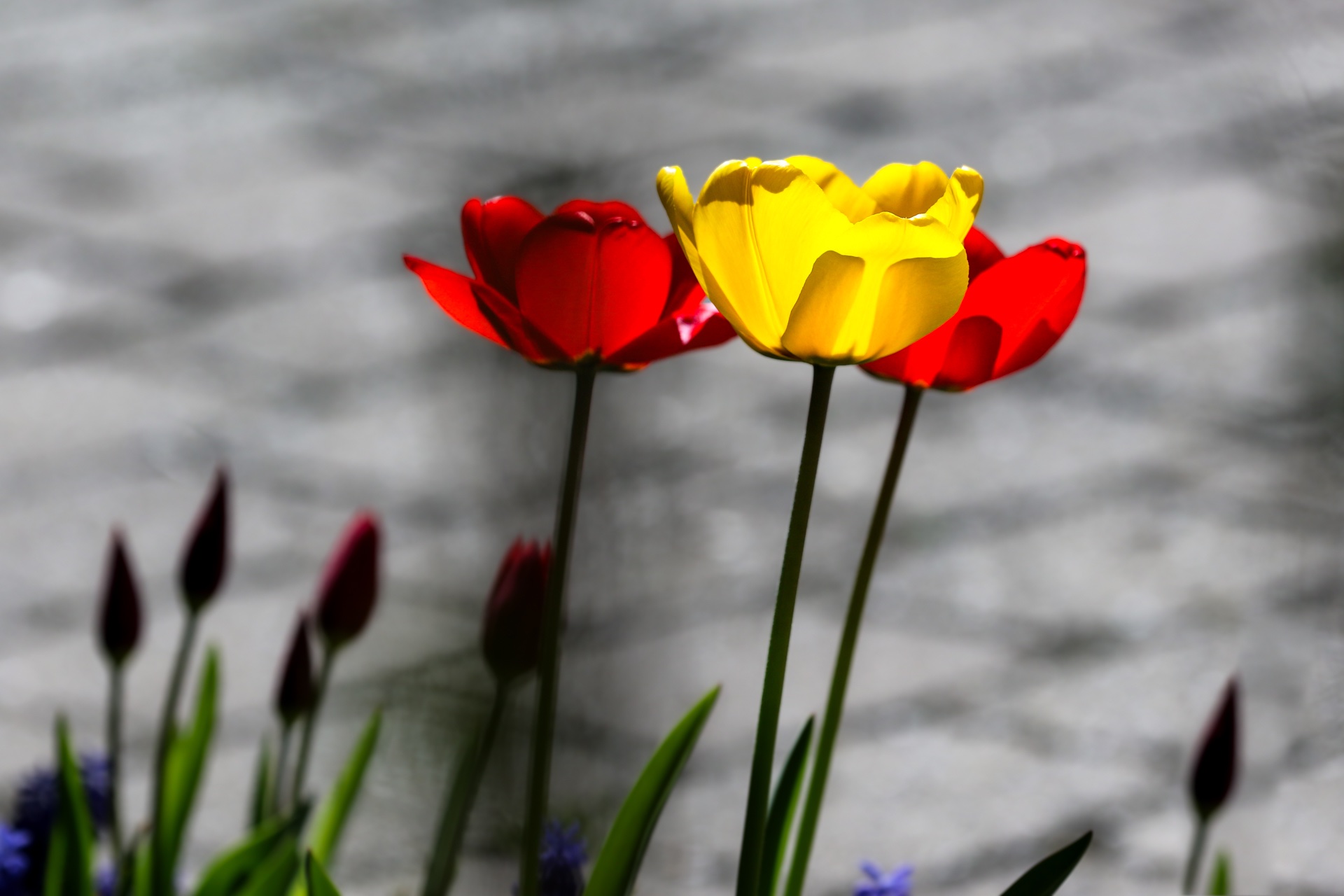 ein paar Tulpen