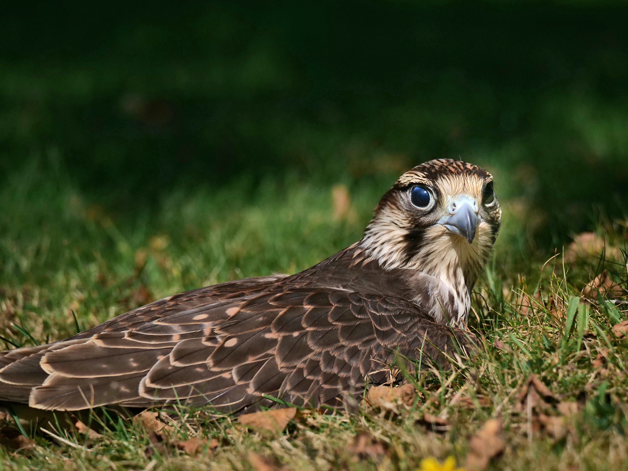 Ein Platz in der Sonne