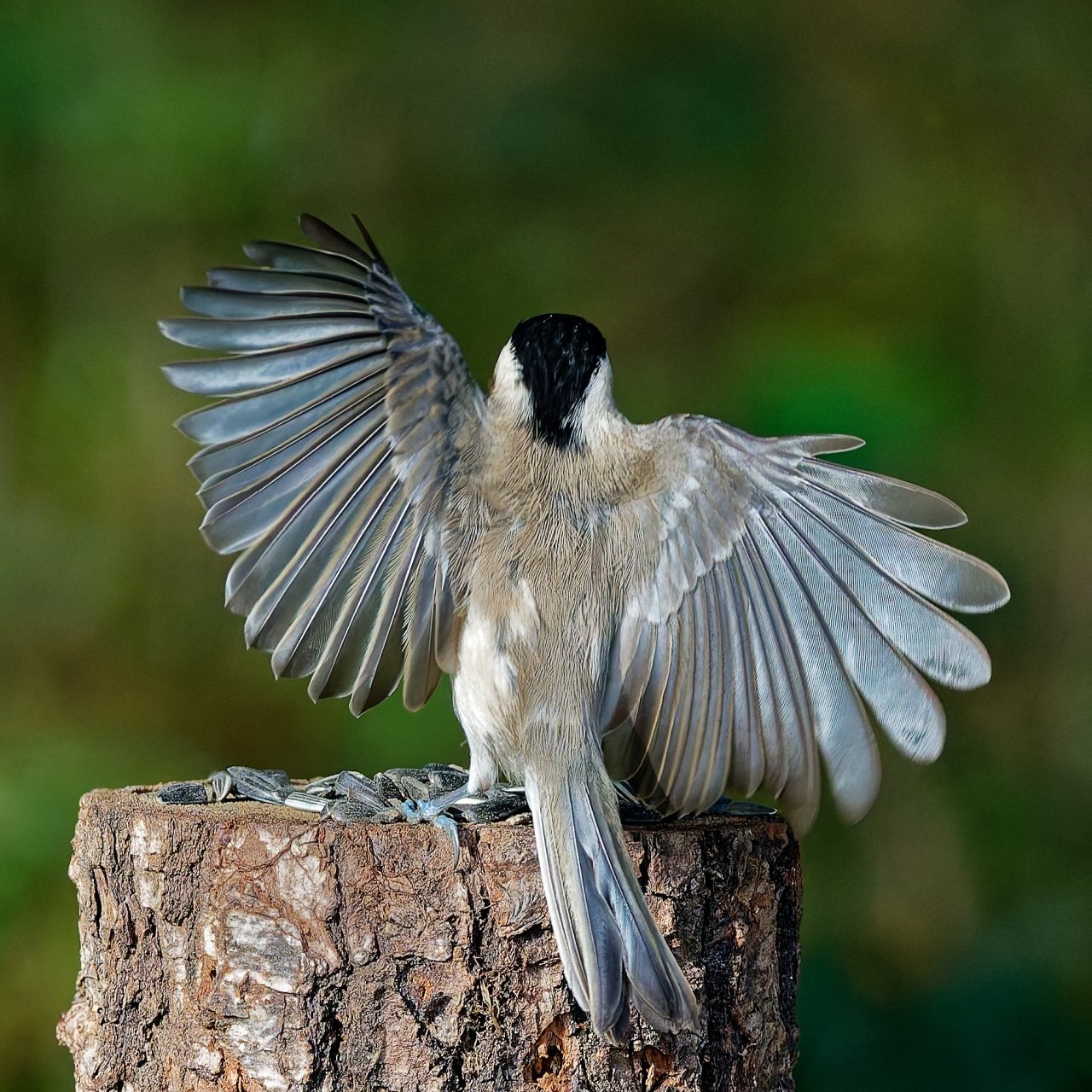 Ein schöner Rücken............