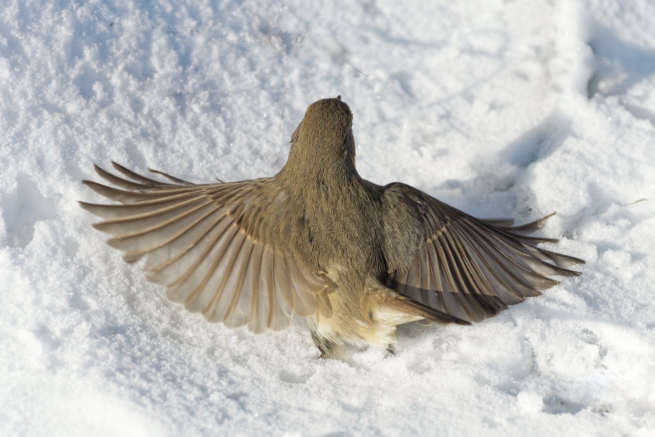 ein schöner Rücken........