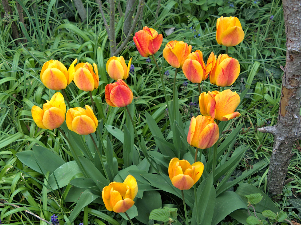 Ein Strauß Tulpen
