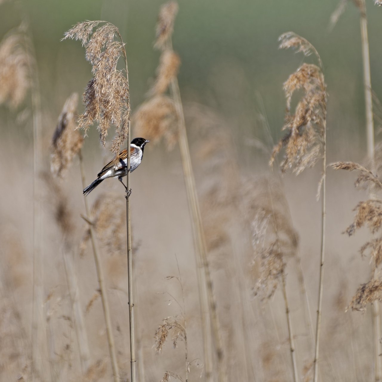 Ein Tag im Naturschutzgebiet "Ochsenmoor" am Dümmersee - Rohrammer M
