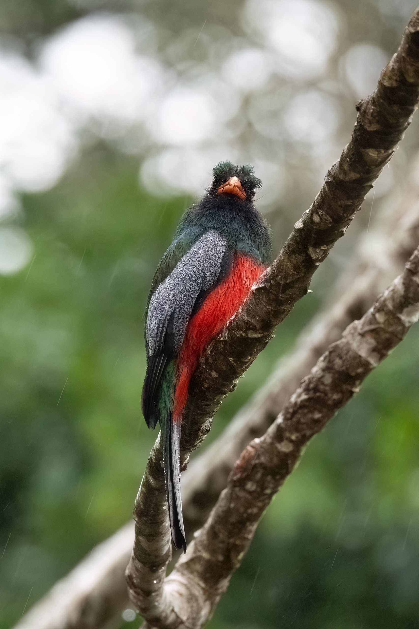Ein Trogon im Regen...