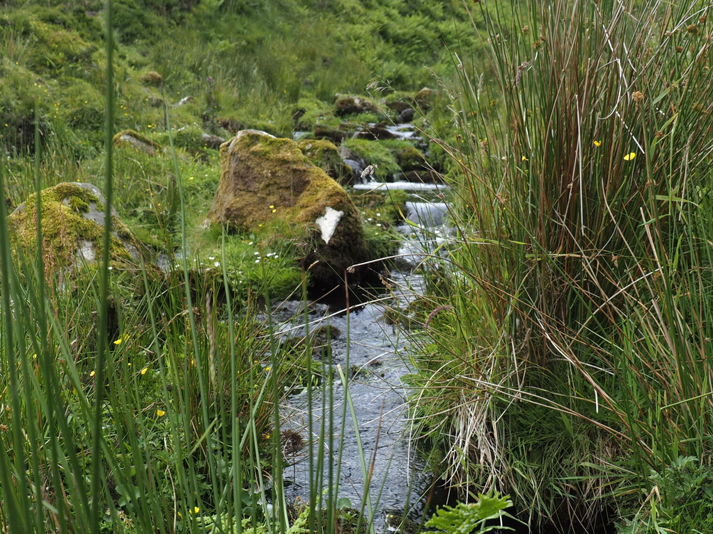 Ein typischer Bach in den Highlands