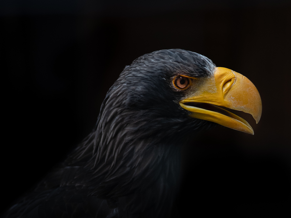 Ein Vogel