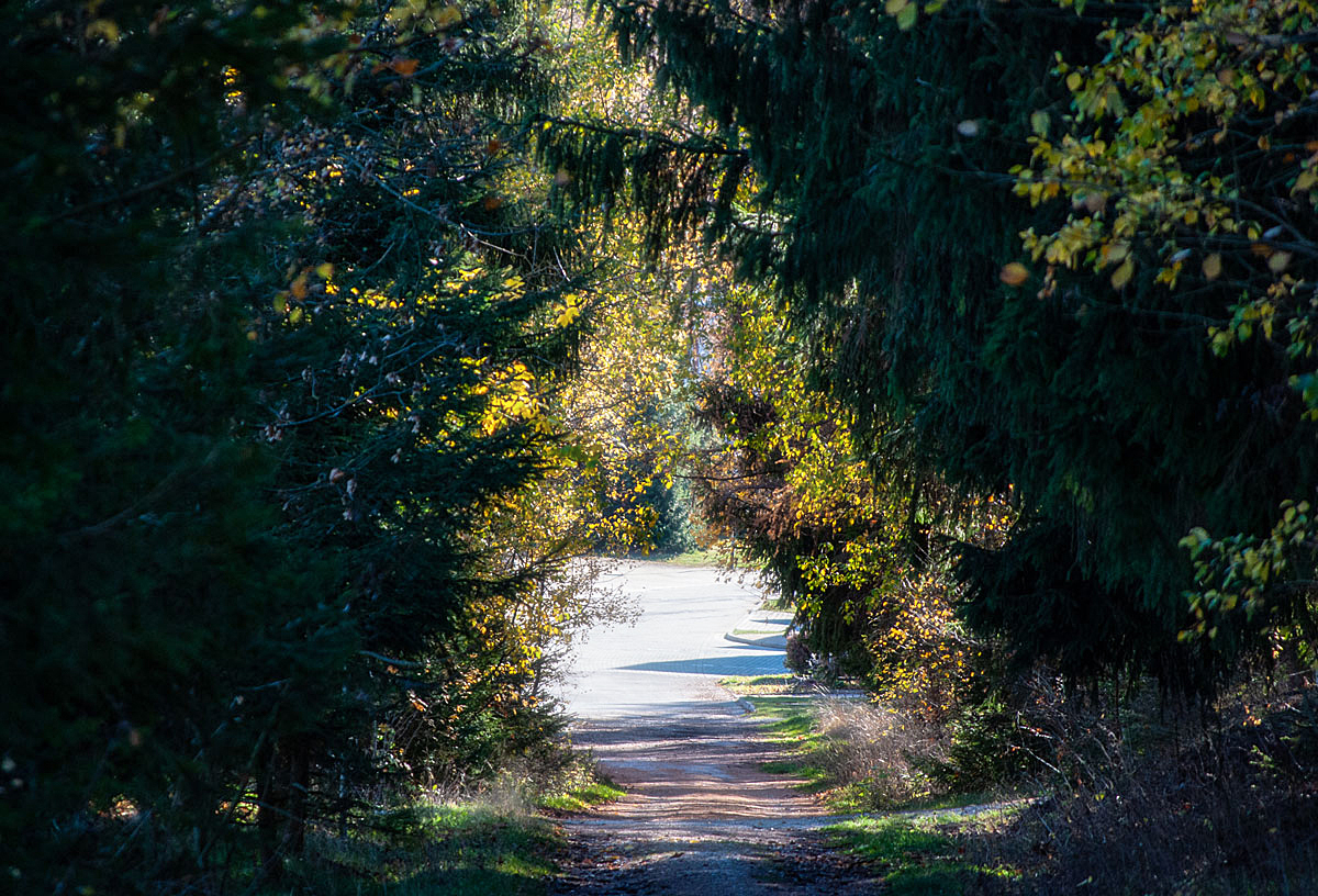 Ein Weg aus dem Wald...