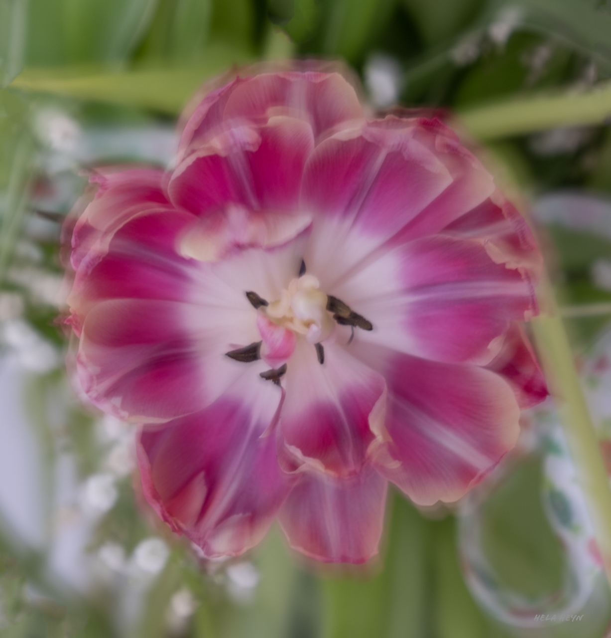 ein Wischtulpe