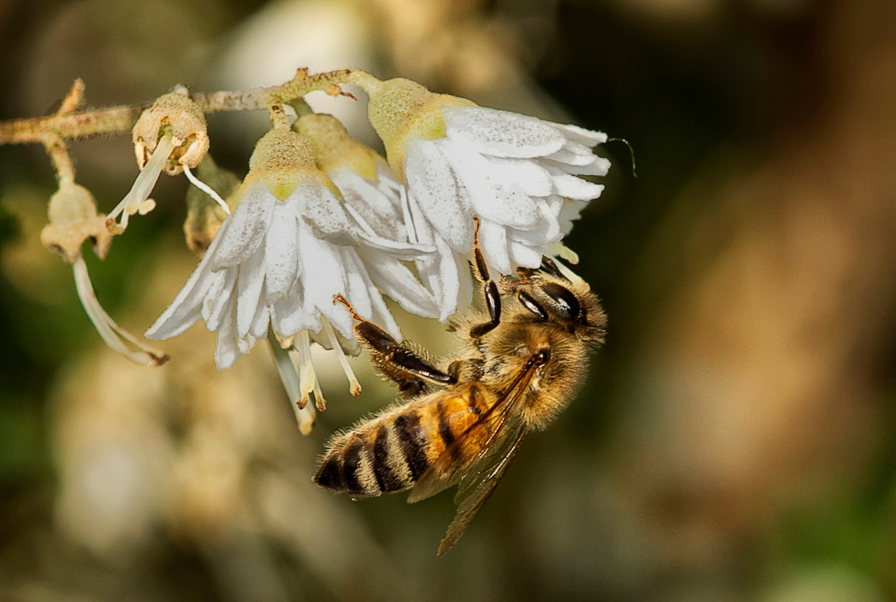 Eine Biene an unserem Maiblumenstrauch 2
