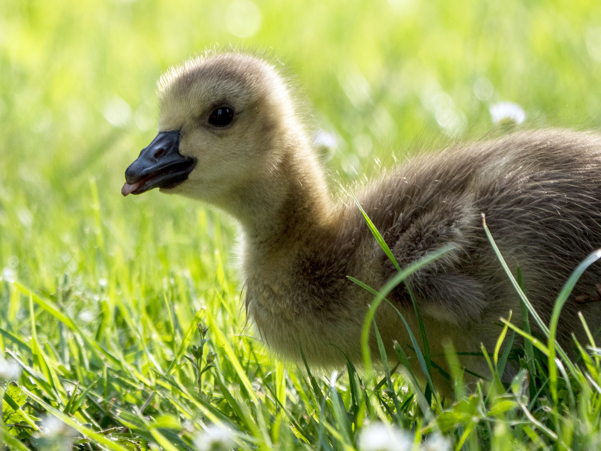 Eine Freche kleine Gans :-)