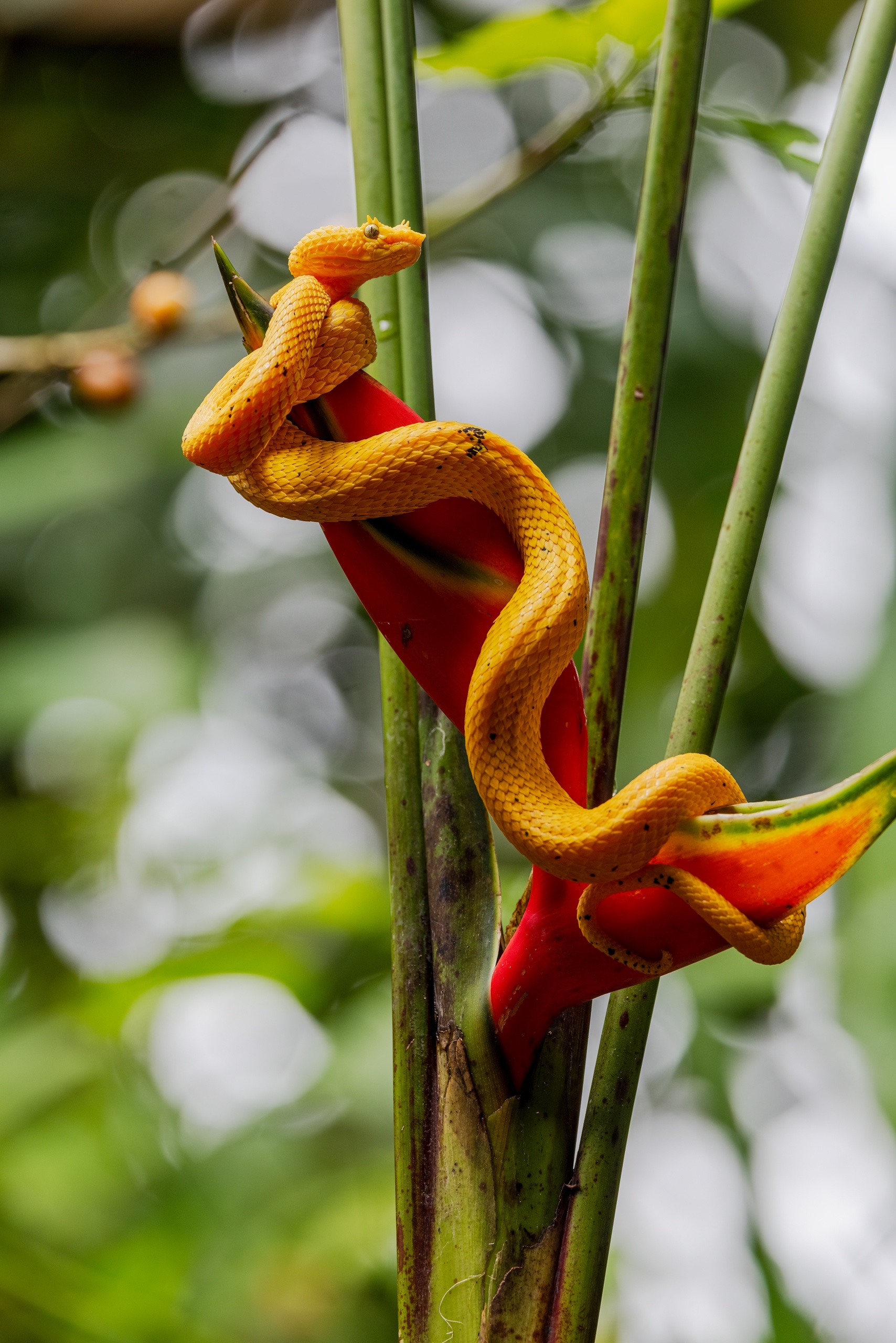 Eine Greifschwanz-Lanzenotter