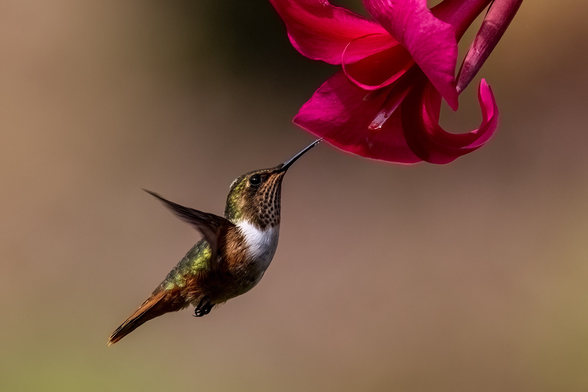Eine Orangekehlelfe oder auch Flämmchenkolibri