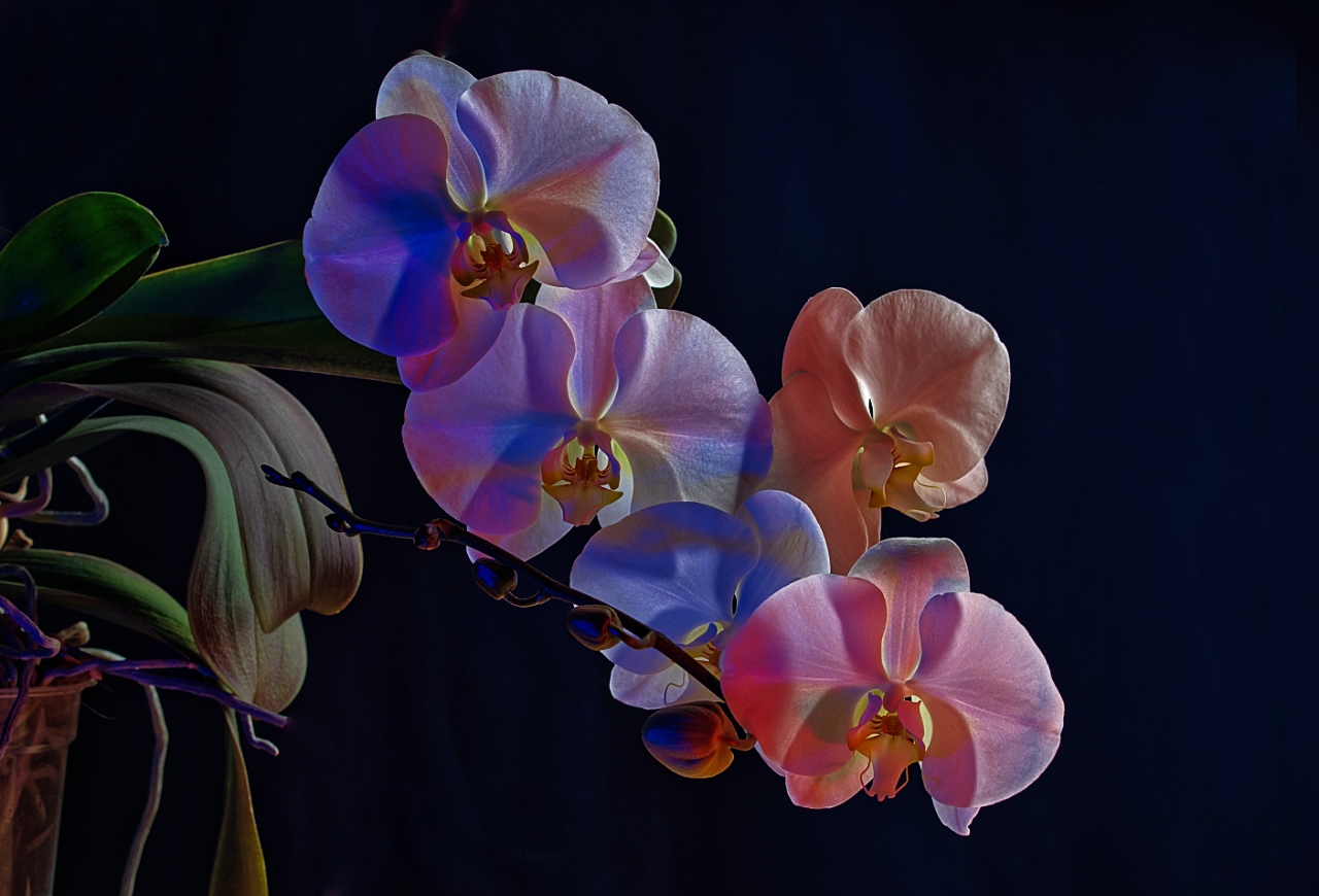 Eine Orchideenrispe