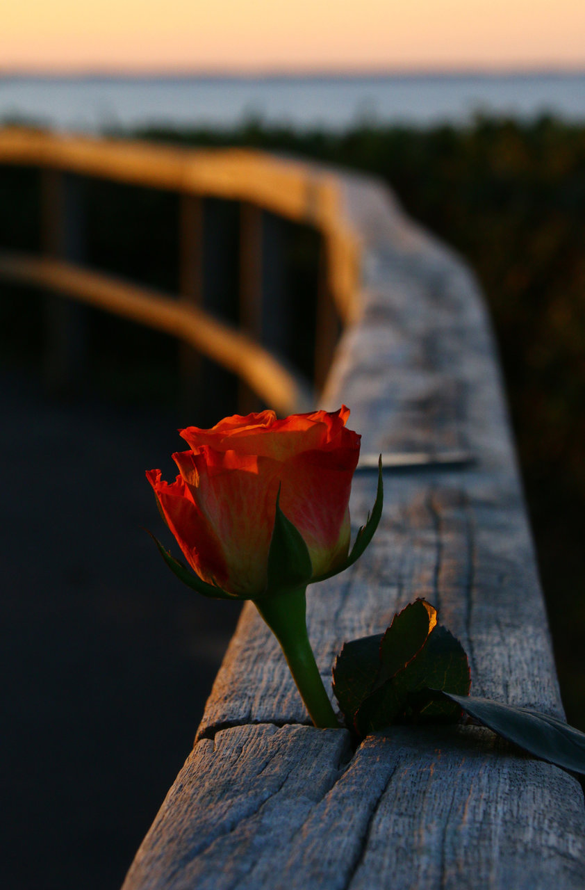 Eine Rose für die Liebste.jpg