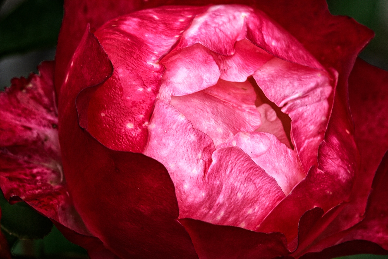 Eine Rose kurz vor Öffnung der Blüte, fotografiert mittels einem Xenar 4,5/135 mm im Nahbereich
