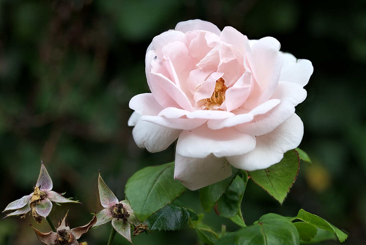 Eine Rose mit ihren abgeblühten Hinterlassenschaften