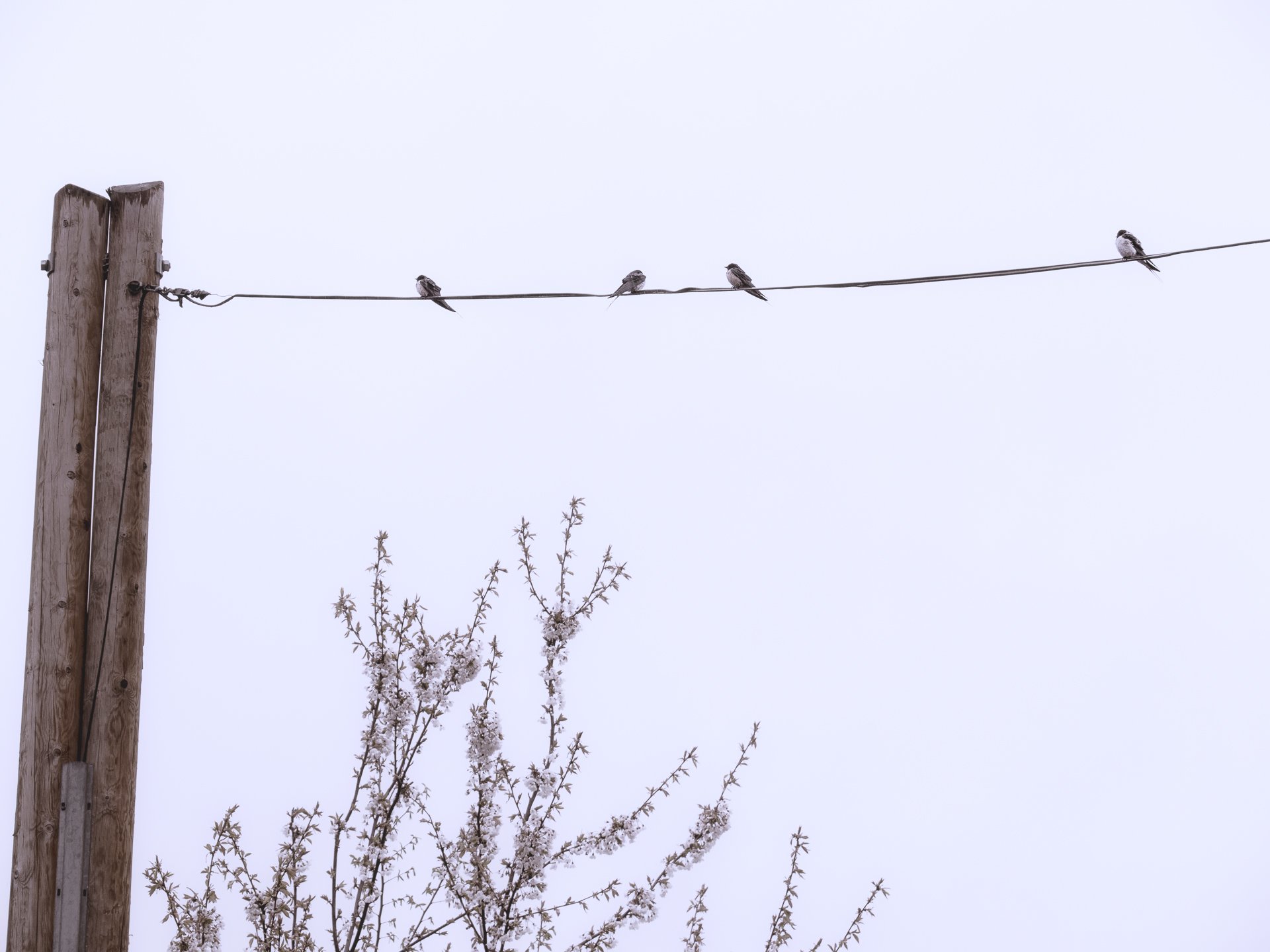 eine Schwalbe macht noch keinen Frühling
