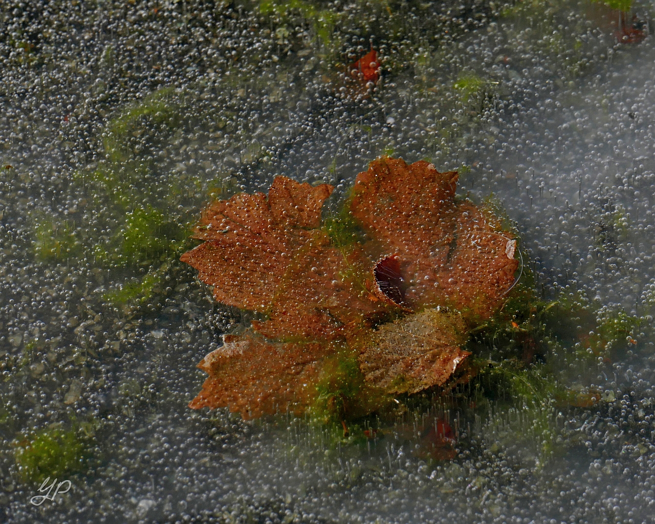 Eingeschlossen