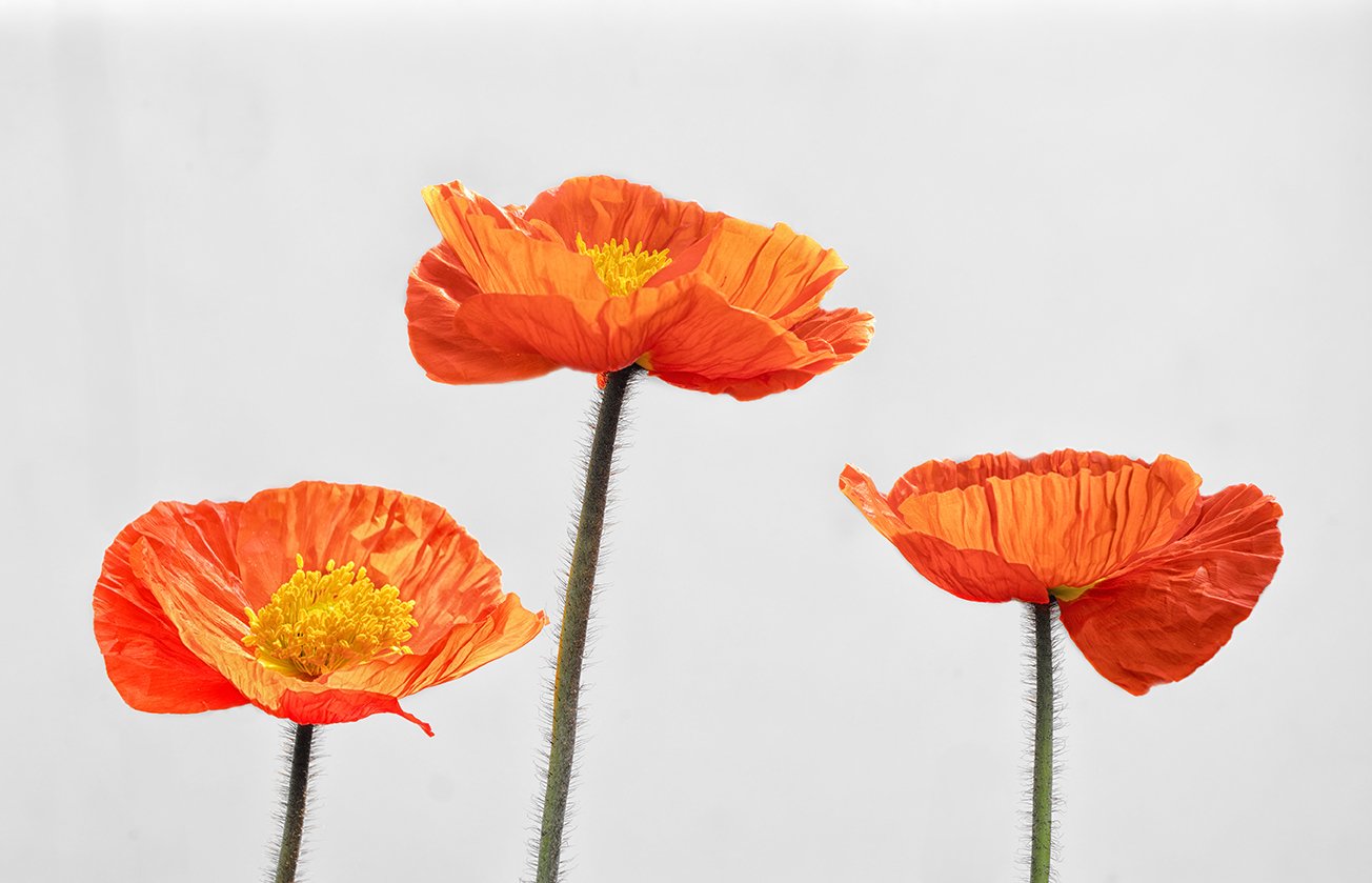 Eins, zwei, und noch eine