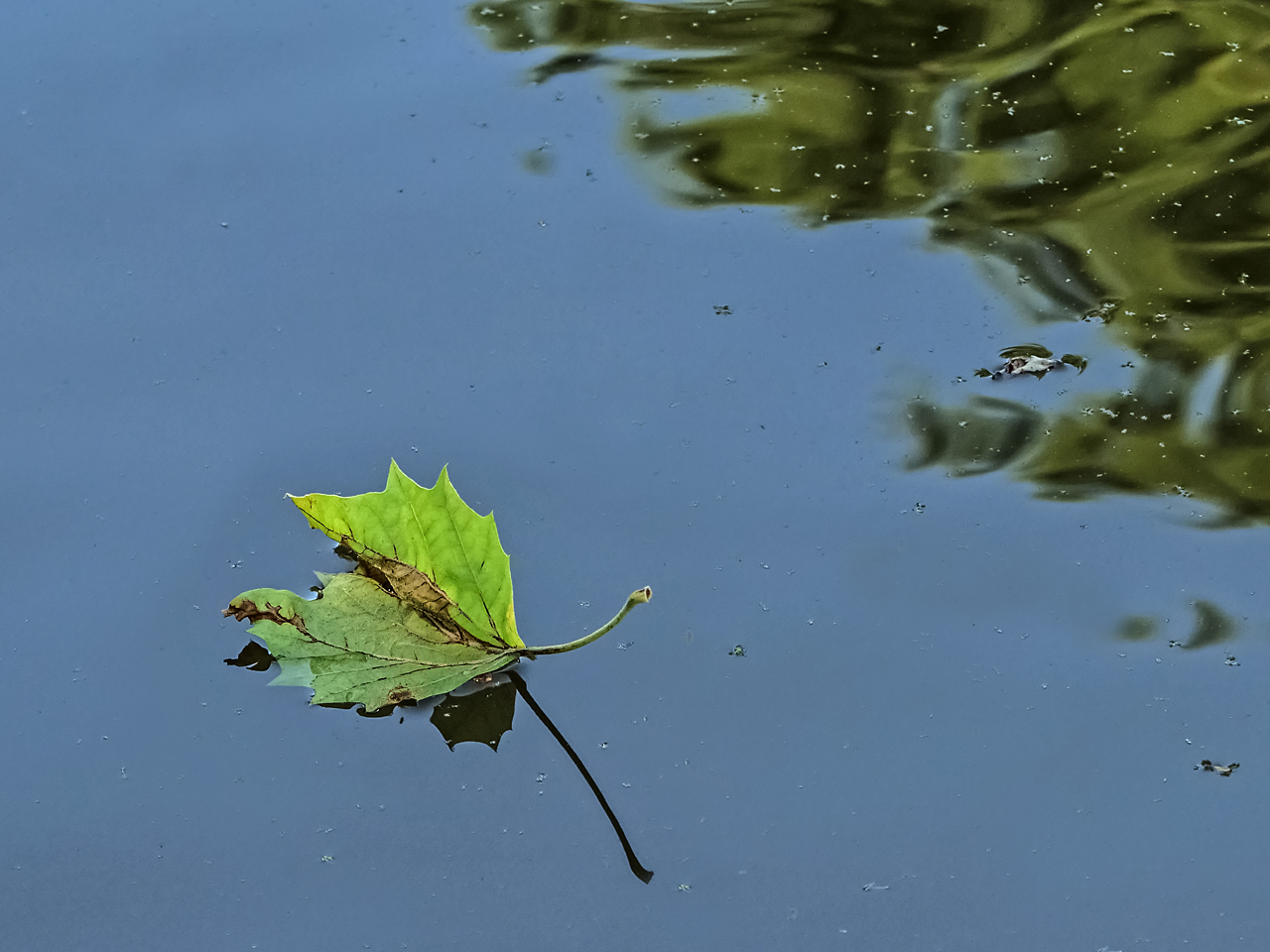 Einsam im Wasser