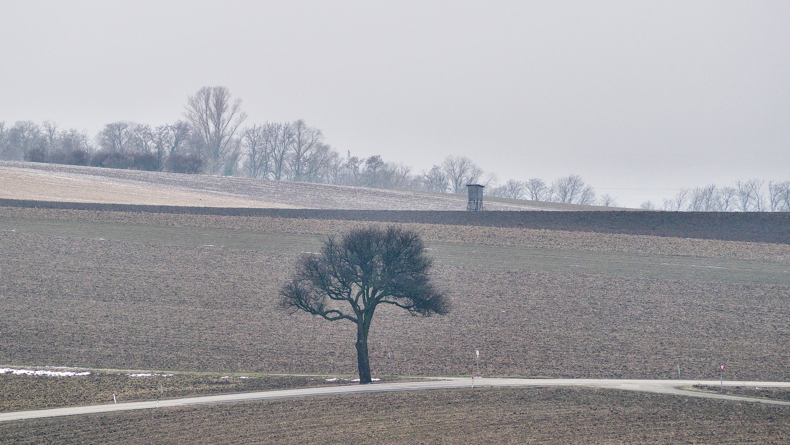 einsamer Baum im Kreuzungsbereich