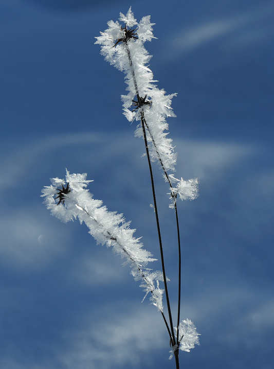 Eisblumen