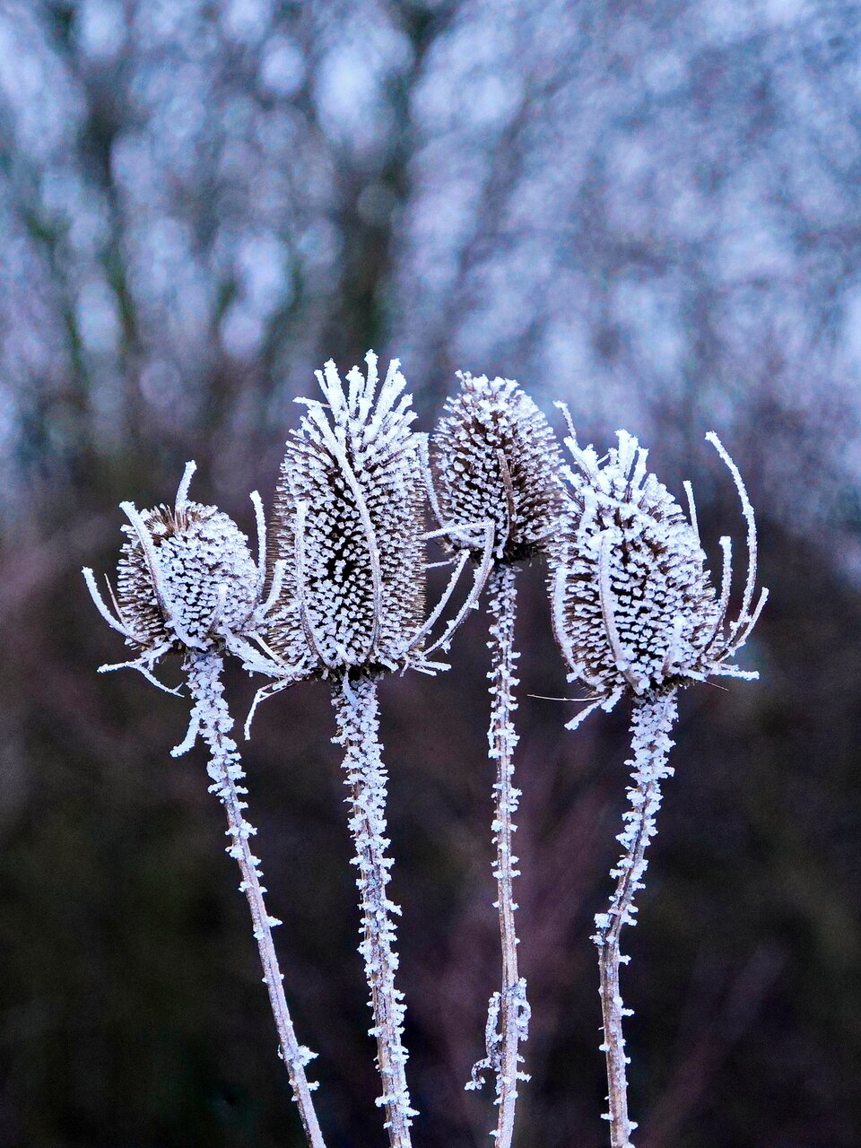 Eisblumen