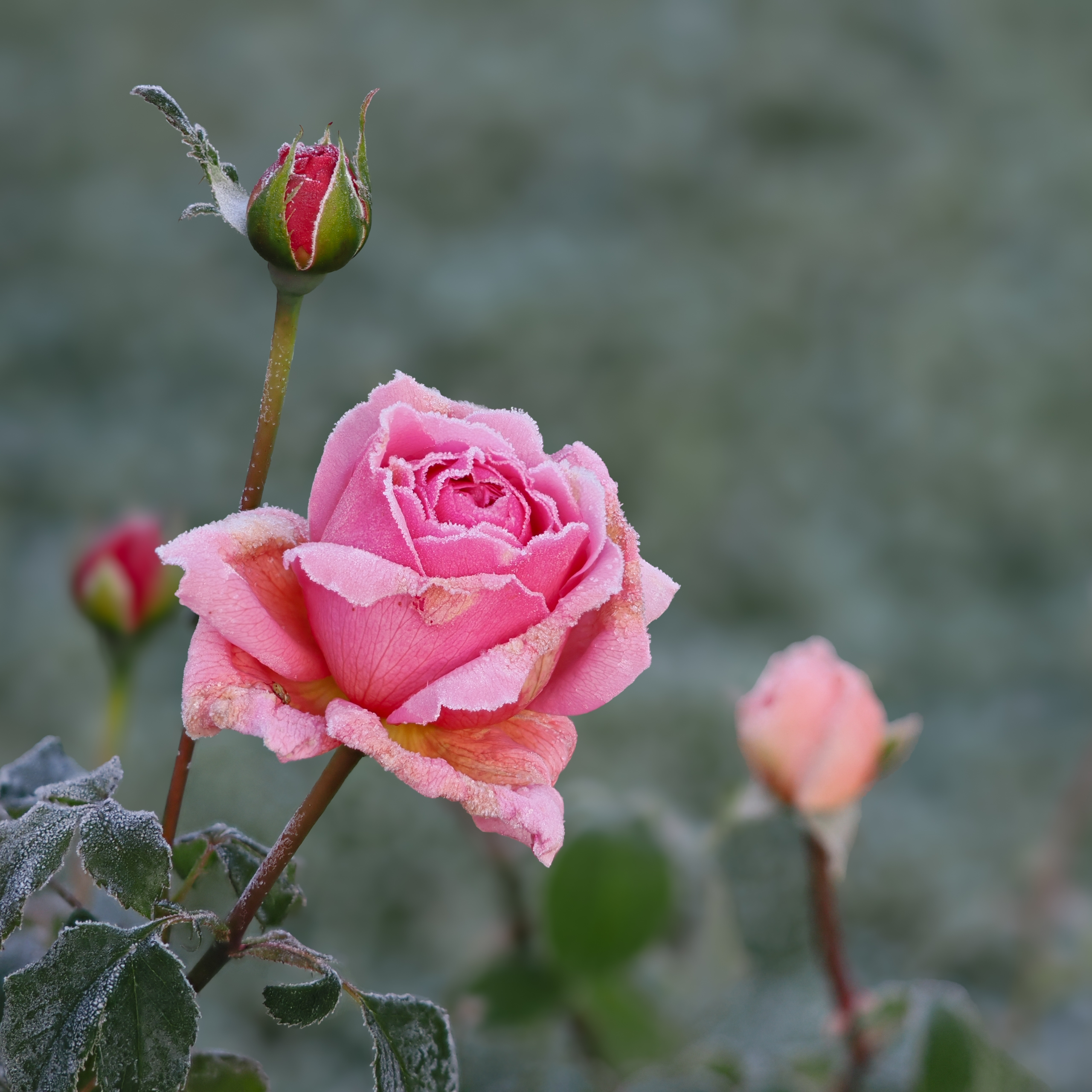Eisrose [im Quadrat]