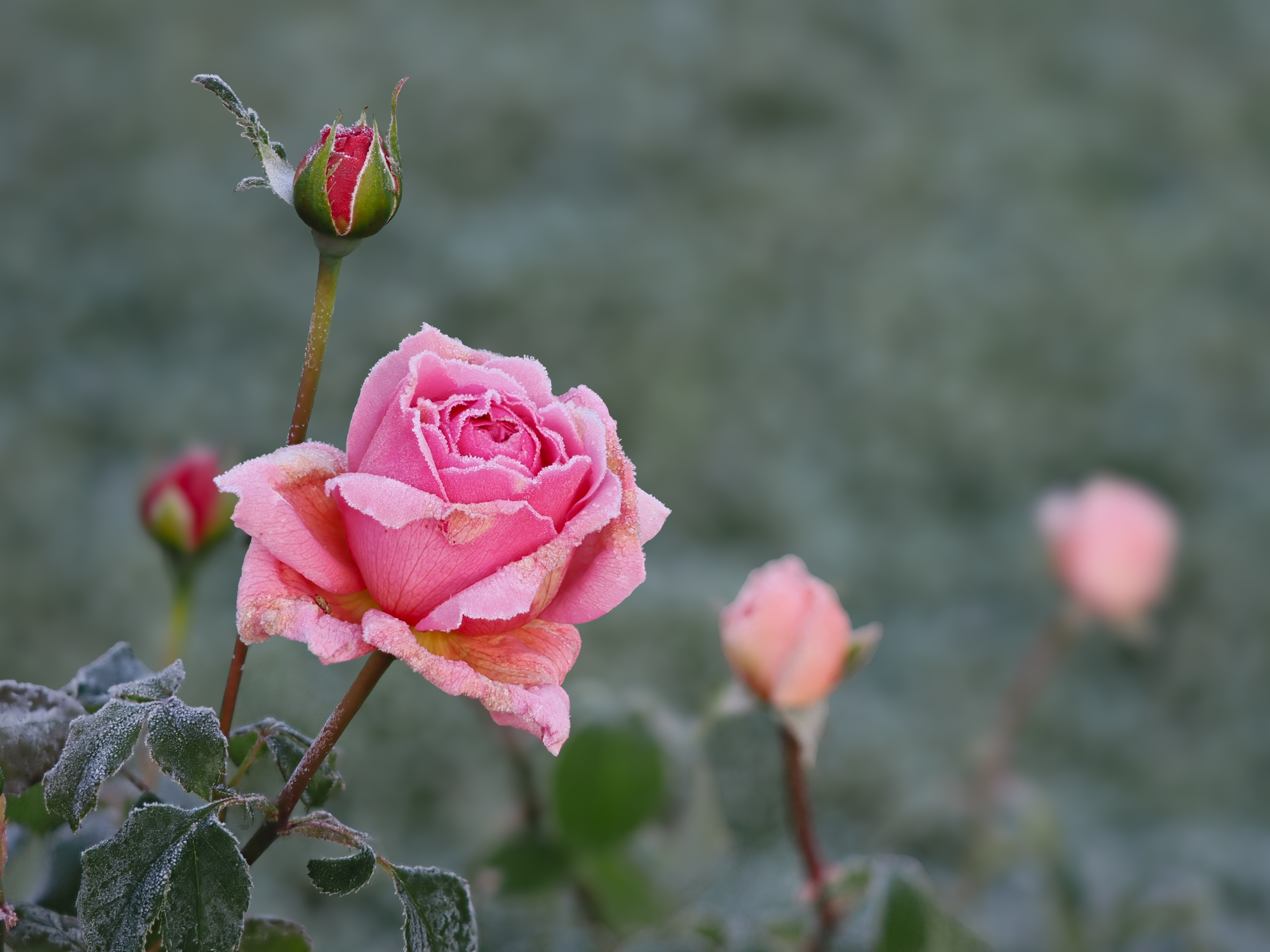 Eisrose