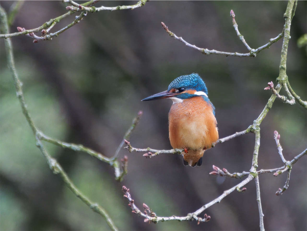 Eisvogel auf seinem Ansitz