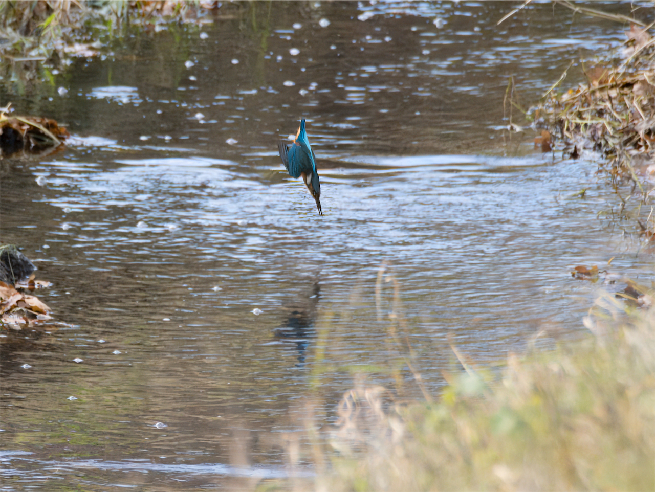 Eisvogel beim Eintauchen