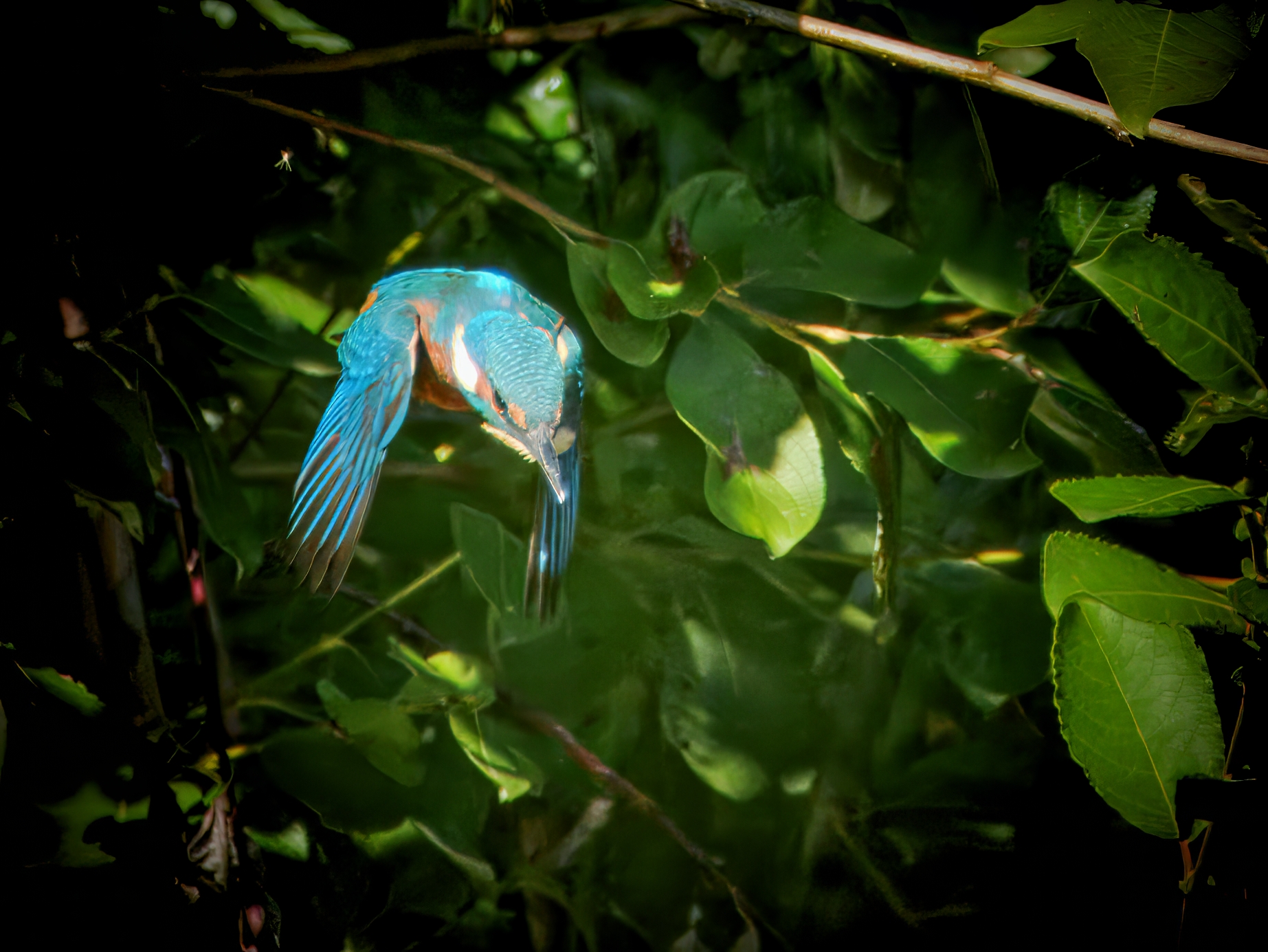 Eisvogel im Flug