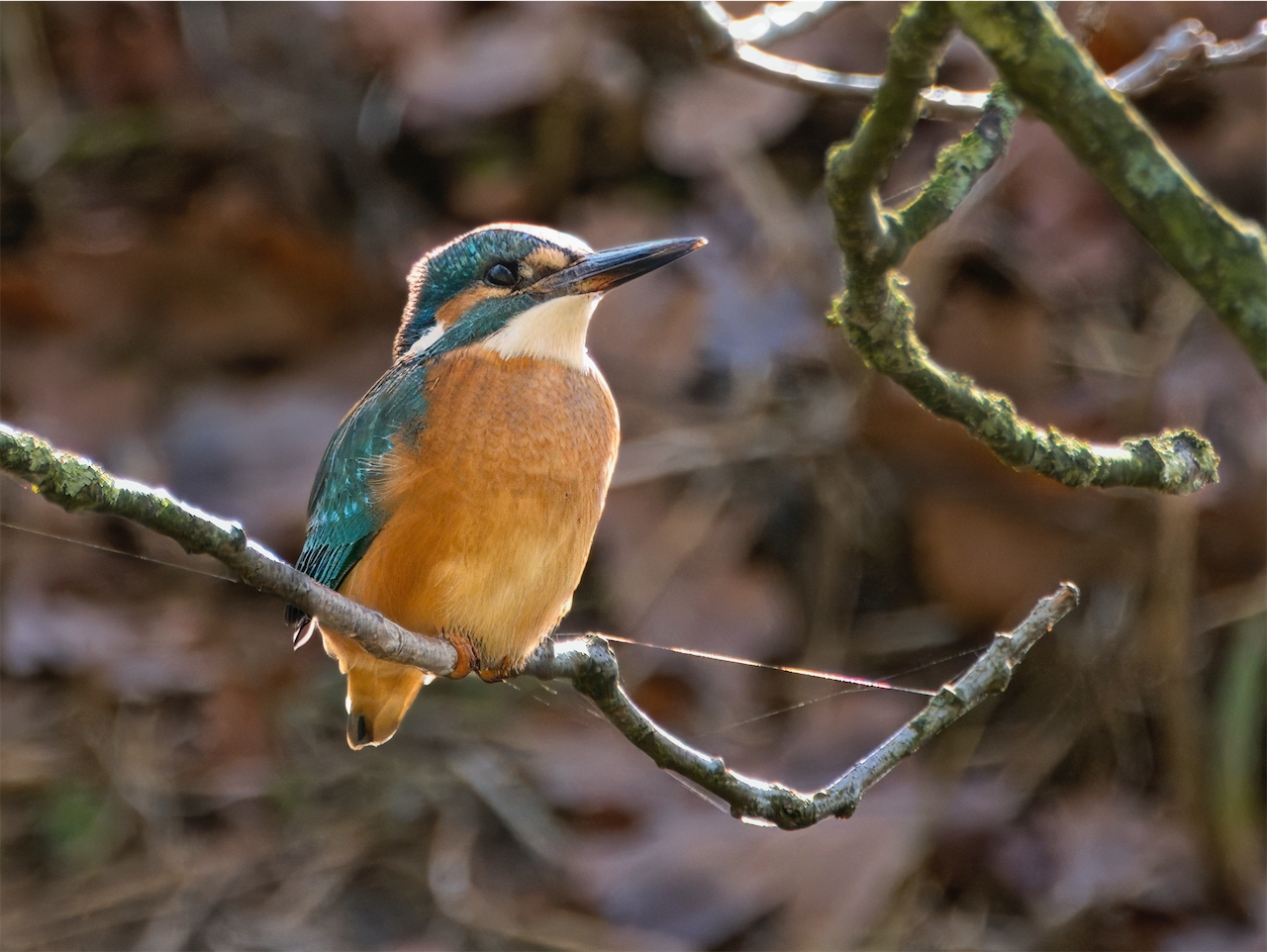 Eisvogel im Gegenlicht