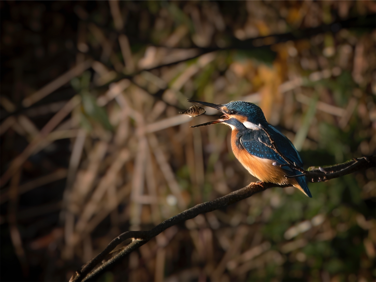 Eisvogel mit Fisch (2)