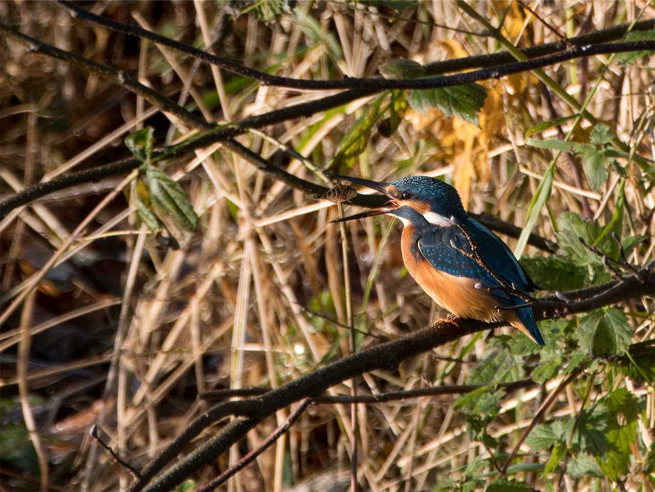 Eisvogel mit Fisch