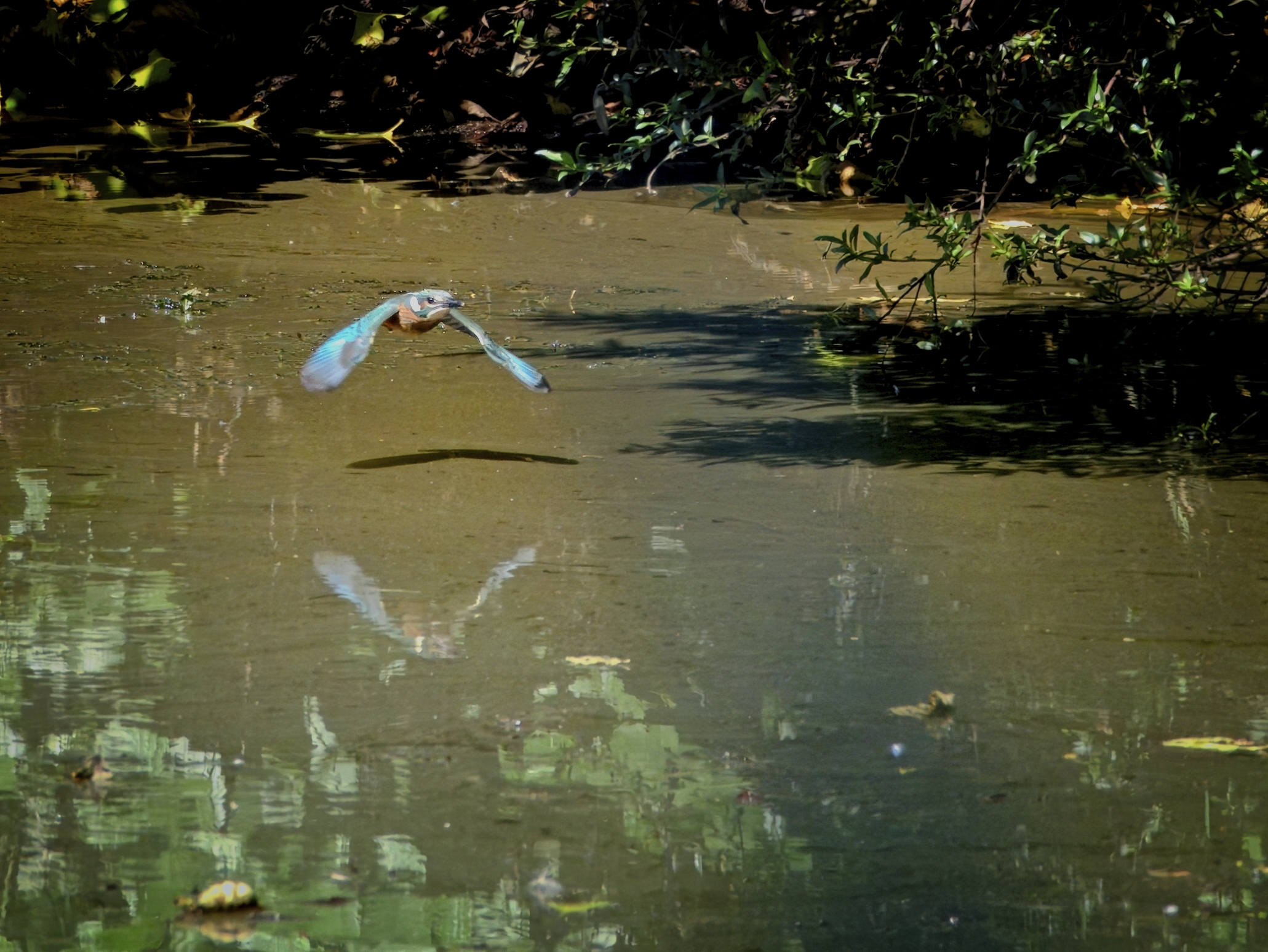 Eisvogel mit Spiegelung und Schatten