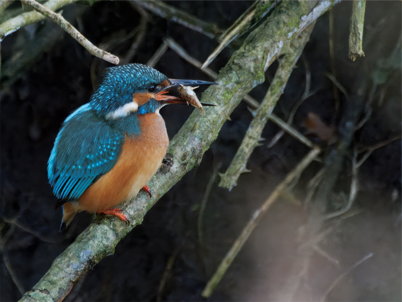 Eisvogel nach erfolgreicher Jagd