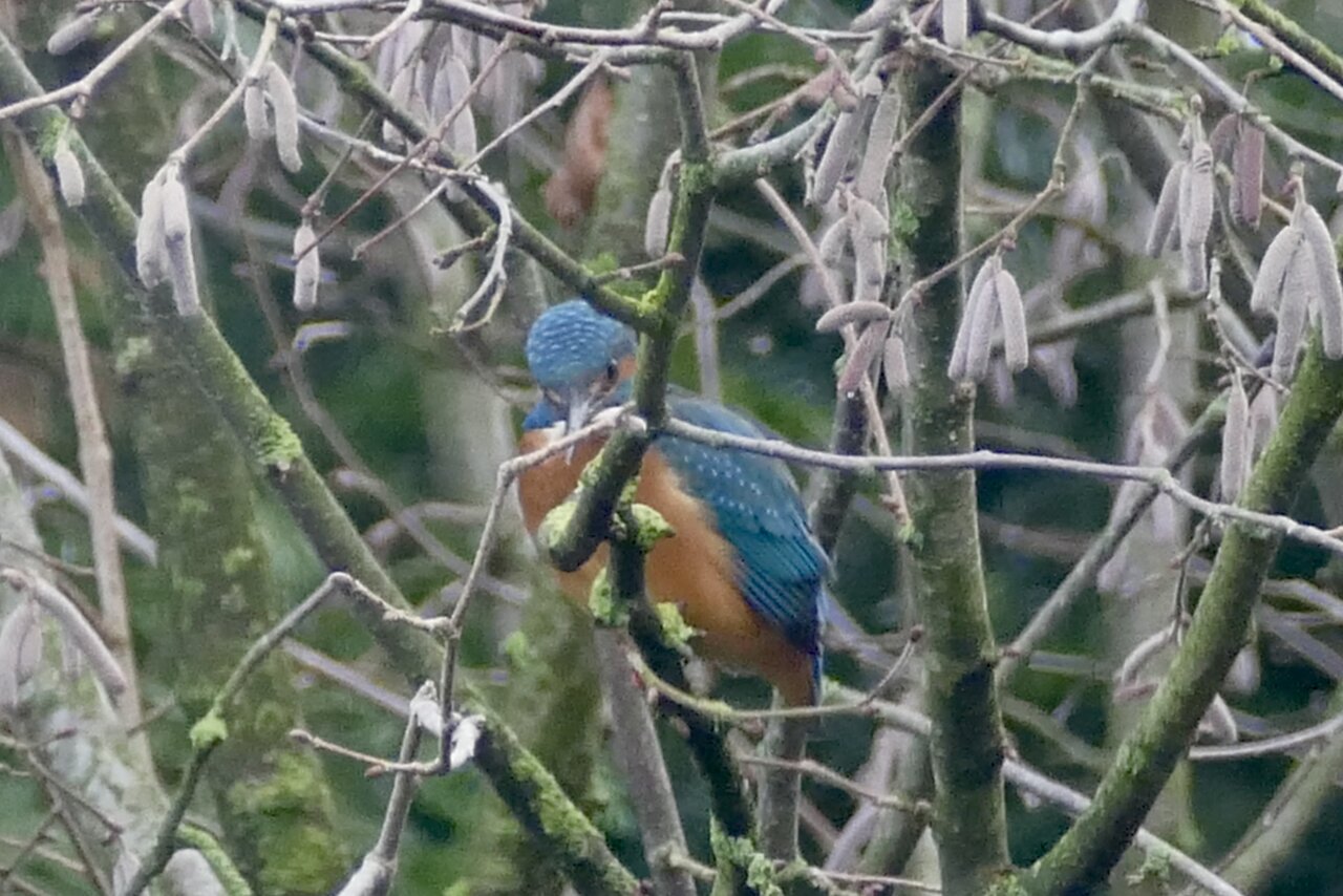 Eisvogel Nr. 2