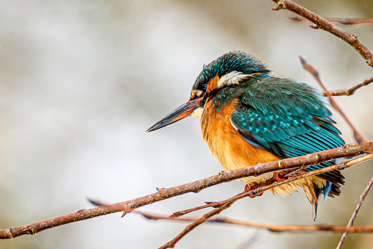 Eisvogel Peter