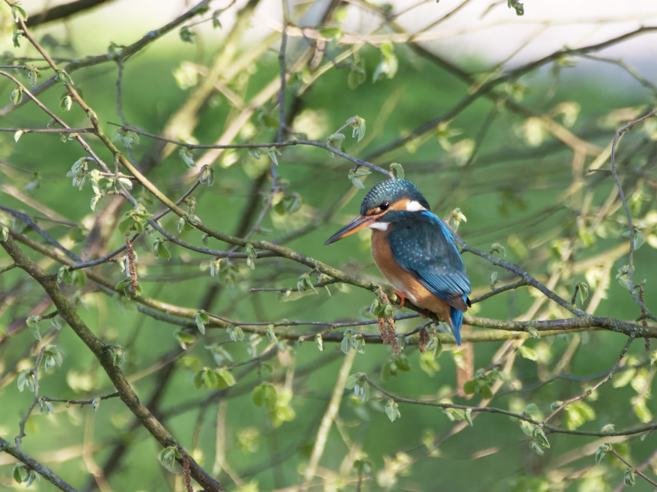 Eisvogel (Weibchen)