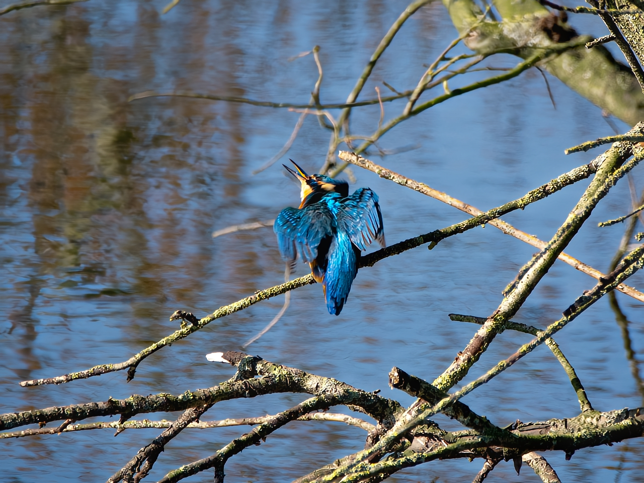 Eisvogel