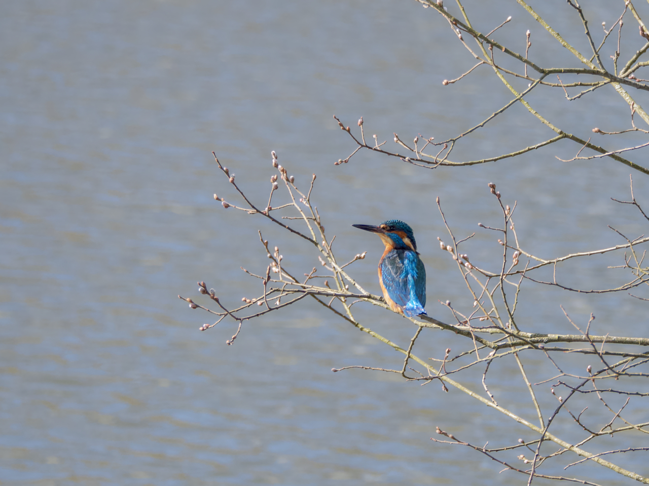 Eisvogel