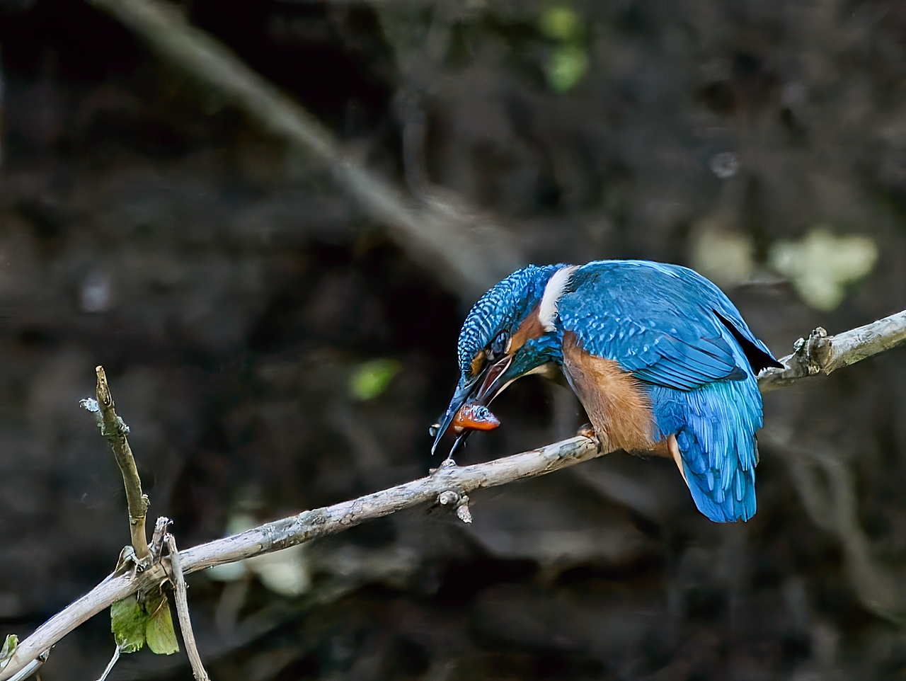 Eisvogel