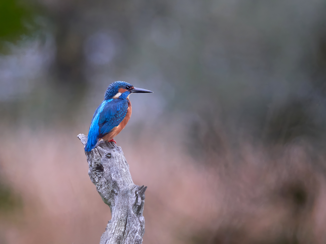 Eisvogel