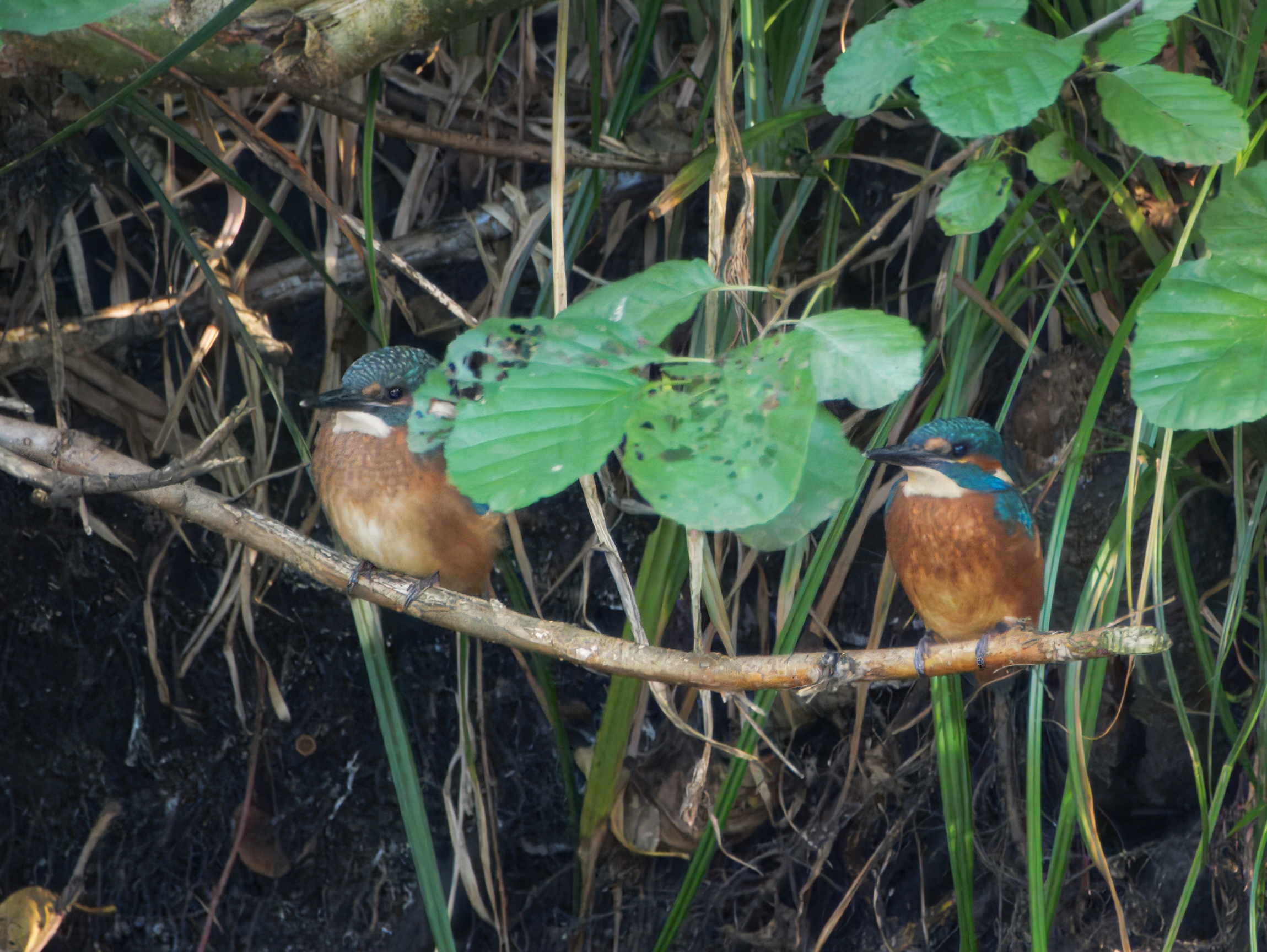 Eisvogeljunge