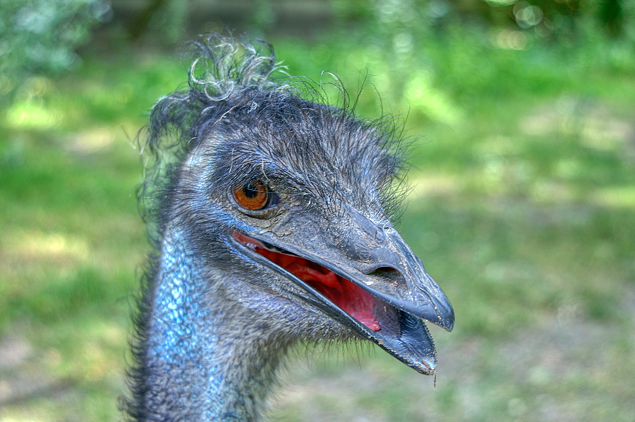 Emu