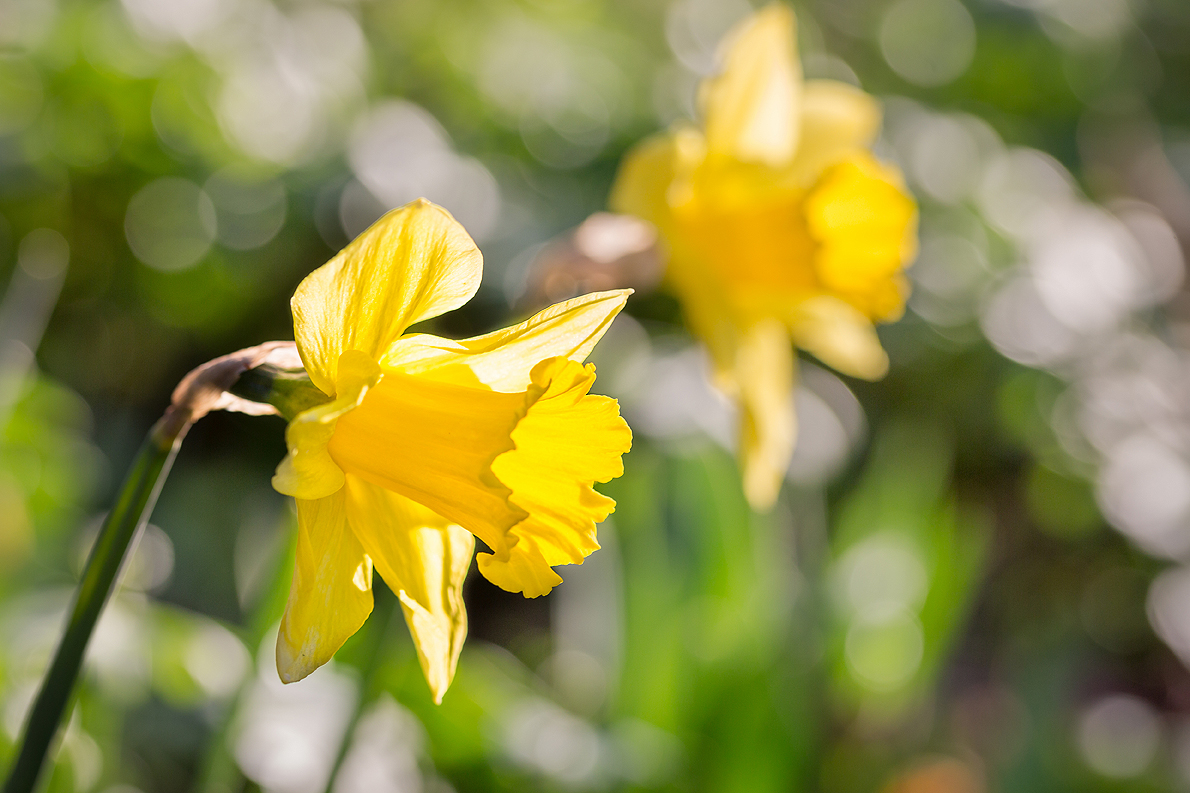 Endlich Frühlingssonne