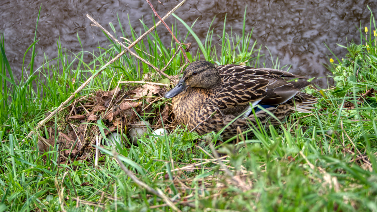 Ente an ihrem Nest...