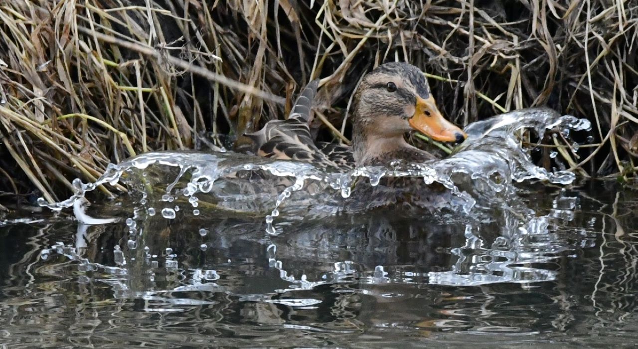 Ente auf dem Sprung