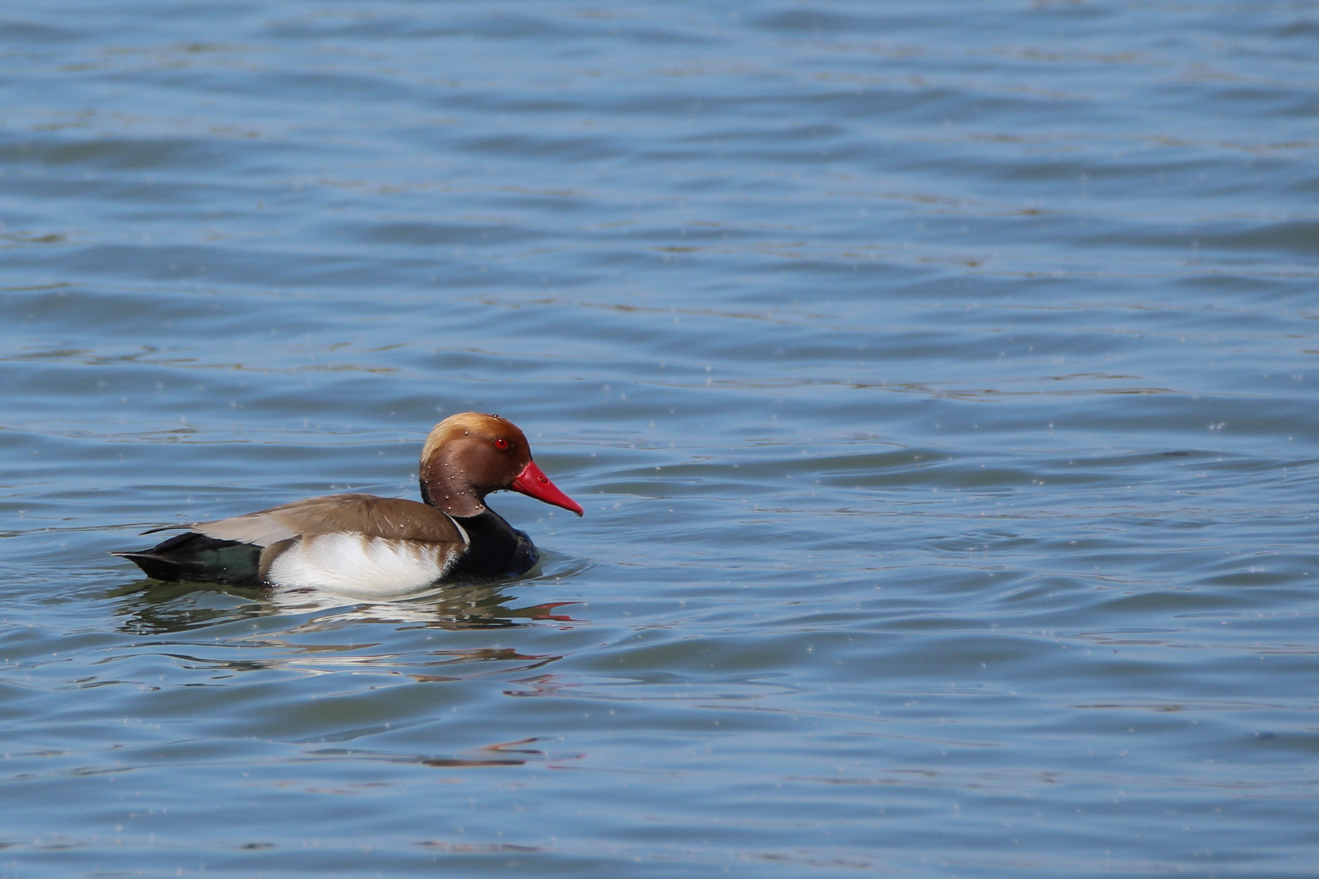 Ente gut - alles gut :-)