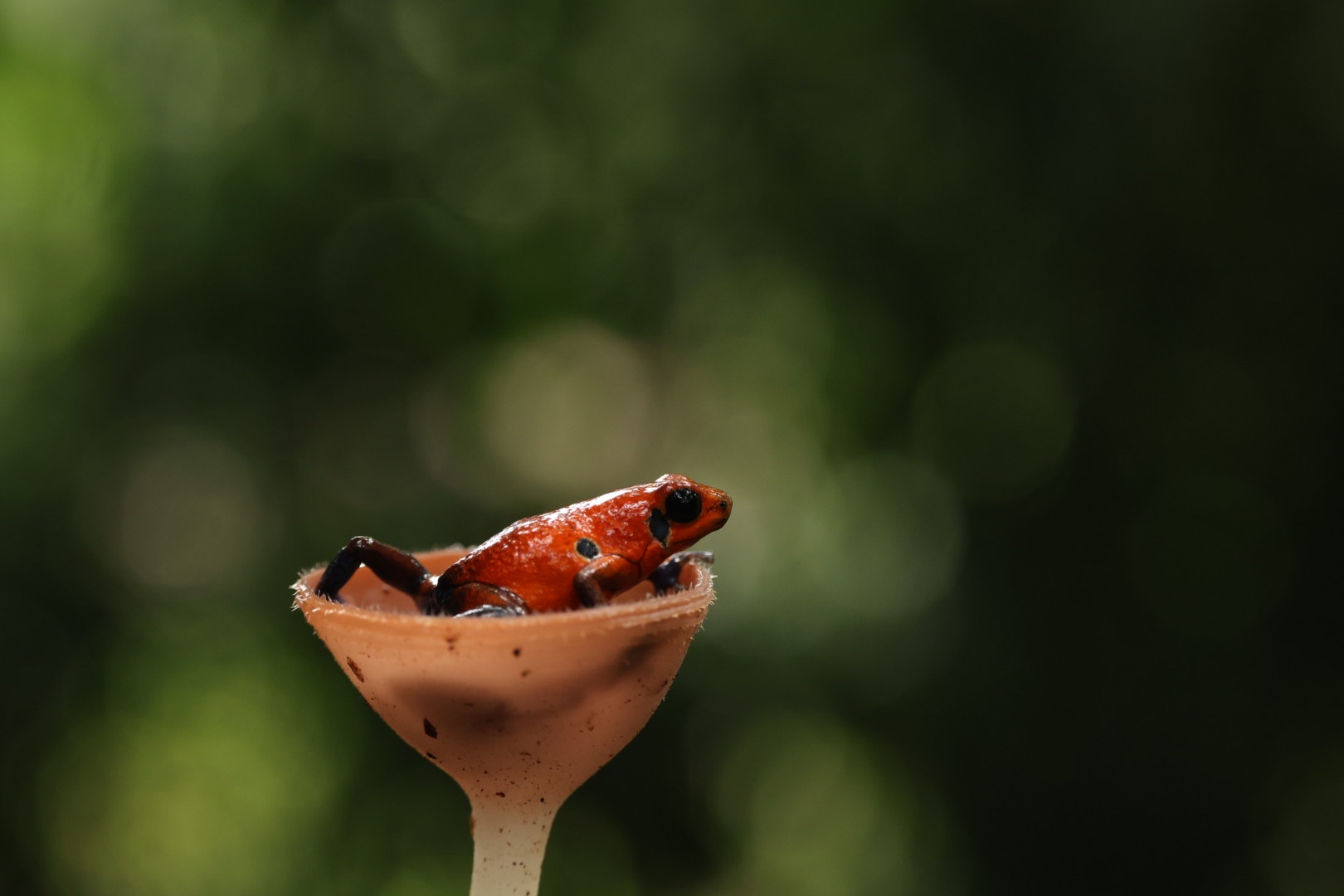 Erdbeerpfeilgiftfrosch